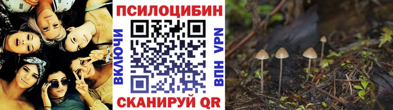 хочу   Змеиногорск  Галлюциногенные грибы Psilocybe 